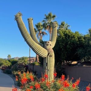 Meet your Posher, Tullia